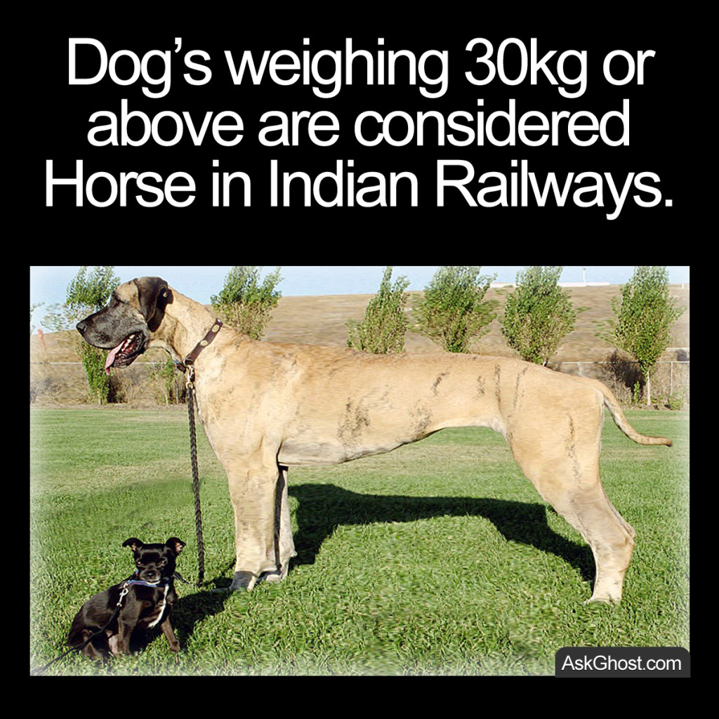 Dog’s weighing 30kg or above are considered Horse in Indian Railways