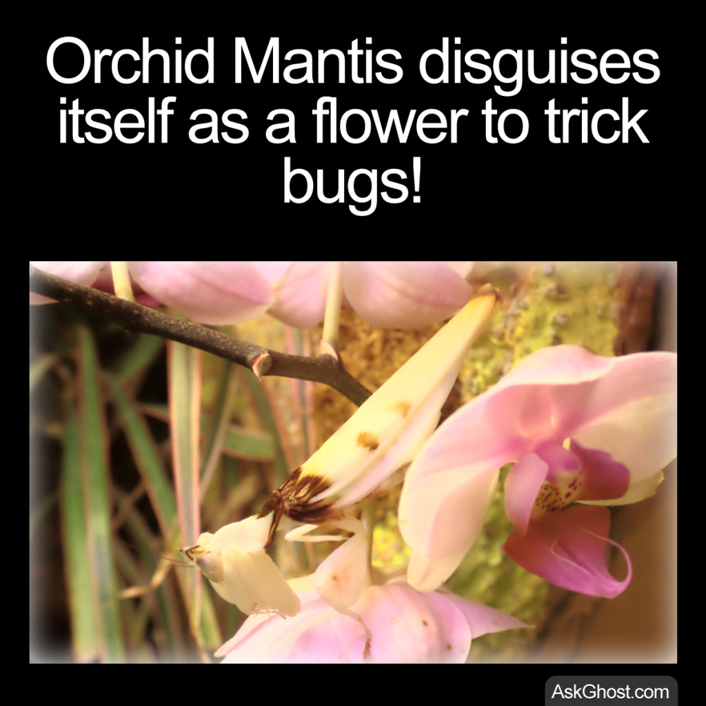 Orchid Mantis disguises itself as a flower to trick bugs thumbnail