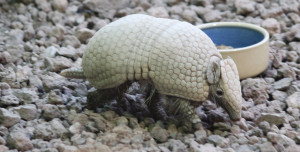 A man in Texas tried to shoot an endangered armadillo, but the bullet ricocheted and hit him in the face thumbnail