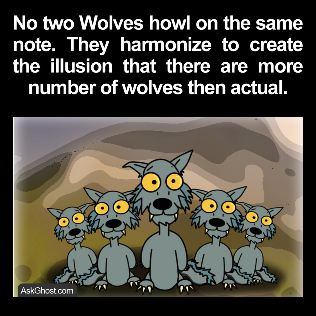 fact-about-pack-of-wild-wolves