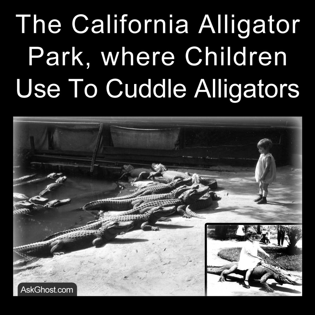 The California Alligator Park, where Children Use To Cuddle Alligators