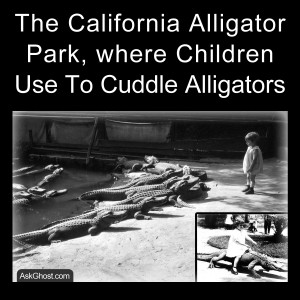 The California Alligator Park, where Children Use To Cuddle Alligators