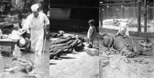 The California Alligator Park, where Children Use To Cuddle Alligators thumbnail