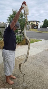 NZ-Skeleton-Of-Weird-Creature-2