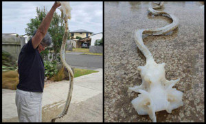 Skeleton-Of-Weird-Creature-Discovered-In-New-Zealand