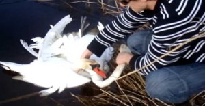 Faith-In-Humanity-Restored-As-Tangled-Swans-Reached-Humans-For-Help-Thumb