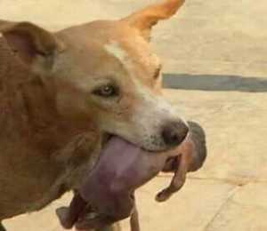 Indian-Stray-dog-rescuing-a-new-born-girl-child-from-street-dustbin-01