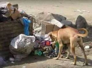 Indian-Stray-dog-rescuing-a-new-born-girl-child-from-street-dustbin-02