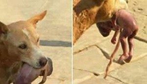 Indian-Stray-dog-rescuing-a-new-born-girl-child-from-street-dustbin-04
