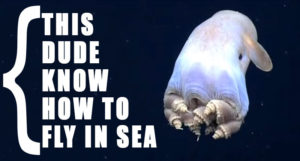 watch-cute-octopus-flying-with-ears-under-water-thumbnail