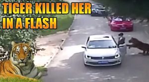 shocking-movement-tiger-killed-chinese-woman