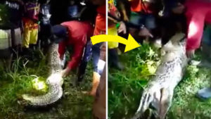 SHOCKING-VIDEO-Human-Eating-Snake-Indonesia-image-01-askghost.jpg
