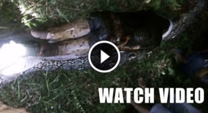 SHOCKING-VIDEO-Human-Eating-Snake-Indonesia-thumbnail-askghost.jpg