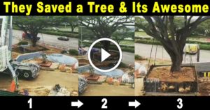 how-is-this-even-possible-giant-tree-relocated-in-india-fb-thumbnail.jpg