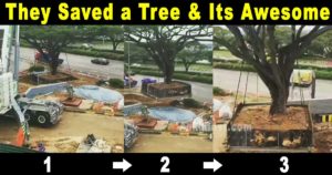 how-is-this-even-possible-giant-tree-relocated-in-india-thumbnail.jpg
